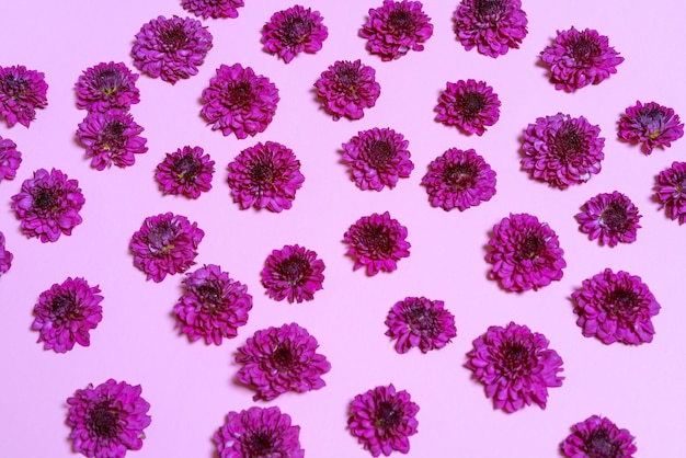 Textur Hintergrund purpurrote Chrysanthemen Blütenblätter auf einem rosa Hintergrund