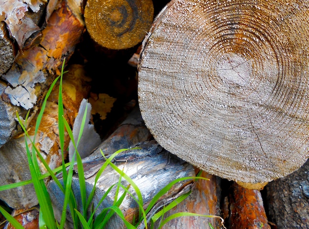 Textur kiefernholz baumstämme brennholz hintergrund