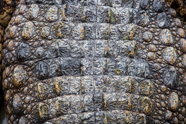 Foto textur krokodilleder hautnah