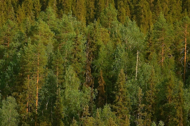 Textur Nadelwald Draufsicht / Landschaft grüner Wald, Taiga-Spitzen von Tannen