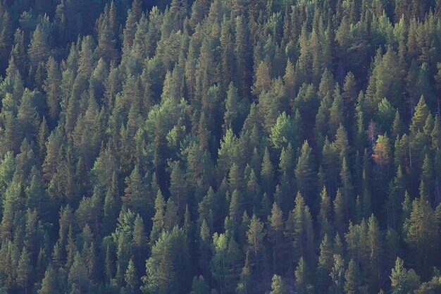 Textur Nadelwald Draufsicht / Landschaft grüner Wald, Taiga-Spitzen von Tannen