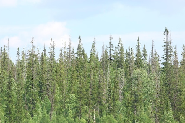 Textur Nadelwald Draufsicht / Landschaft grüner Wald, Taiga-Spitzen von Tannen