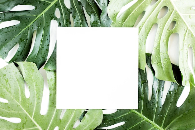Foto textur tropisches, palmengrünes monstera-blatt und weißer rahmen mit kopierraum für text auf weißem hintergrund, flache draufsicht