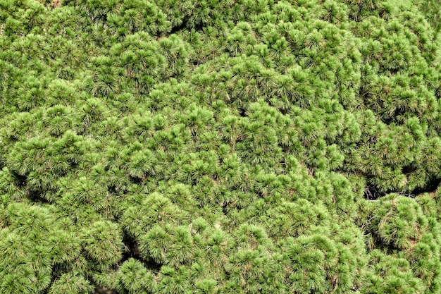 Textur üppiger grüner Kiefern, die im öffentlichen Park als florale Hintergrundnahaufnahme wachsen