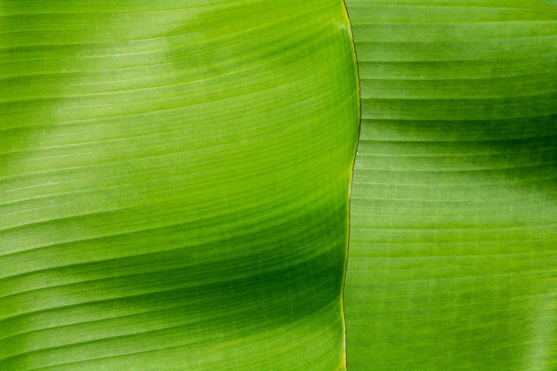 Foto textur und detail eines grünen bananenblattes im tropenwald.