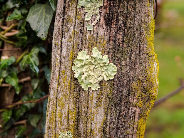 Textur von Flechten am Baum hautnah