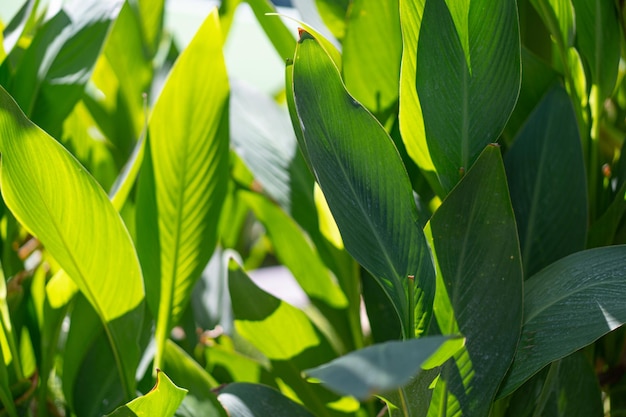 Foto textur von tropischen bananenblättern