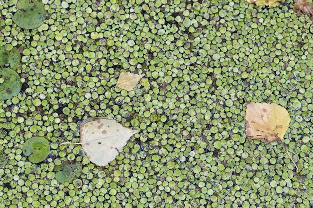 Textur von Wasserlinsen auf der Wasseroberfläche