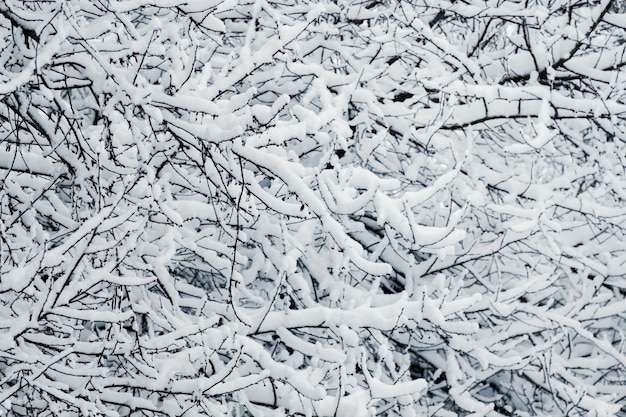 Textur von Zweigen eines Baumes mit Schnee bedeckt_