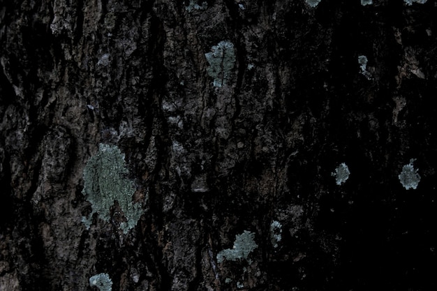 Textura abstracta de corteza de árbol oscuro