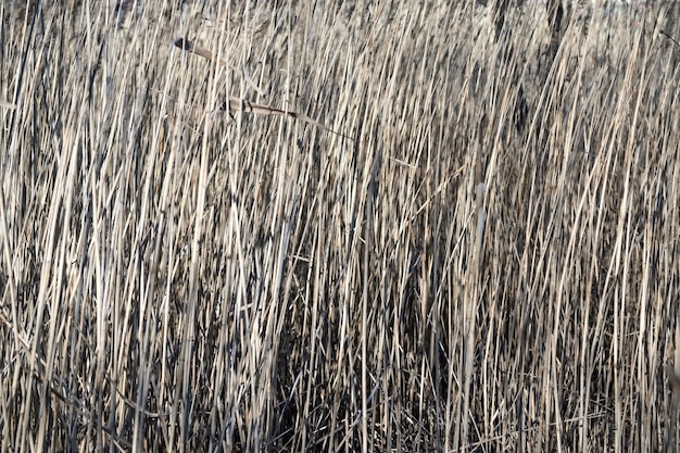 Textura abstracta de una hierba seca vieja sucia o caña para la naturaleza de fondo