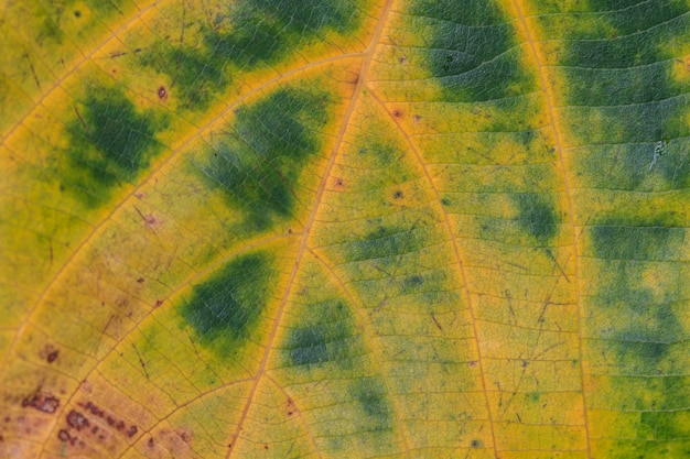 Textura abstracta de la hoja para el fondo