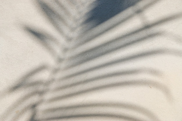 Textura abstrata da folha de sombras em uma parede de concreto