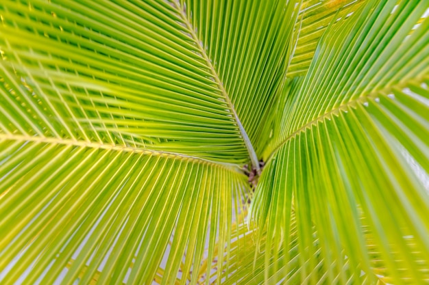 Textura abstrata de folhas de palmeira. Natureza do coco de folha verde no jardim no verão. padrão natural