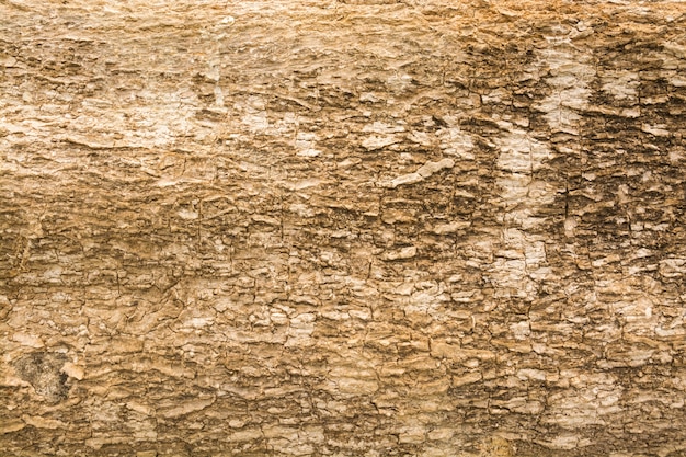 Textura abstrata de fundo de casca de madeira marrom