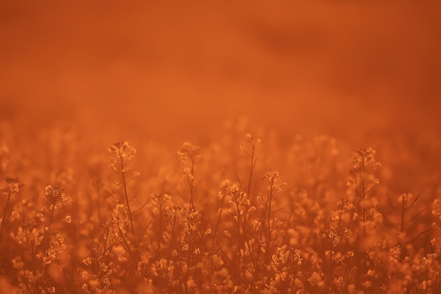 textura abstrata de fundo de verão de flores amarelas no campo, bela flor selvagem de dia ensolarado de natureza