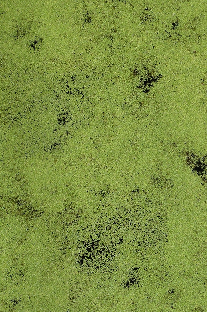 Textura de agua de pantano salpicada de verde lenteja y vegetación de pantano