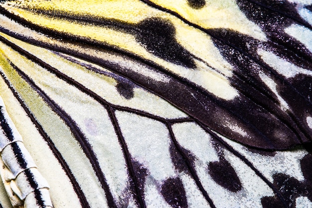 Textura de ala de mariposa, cerca del detalle del ala de mariposa para el fondo.