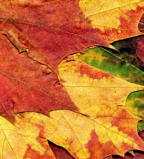 Textura altamente detallada de la hoja de Autumn Maple, fondo macro.