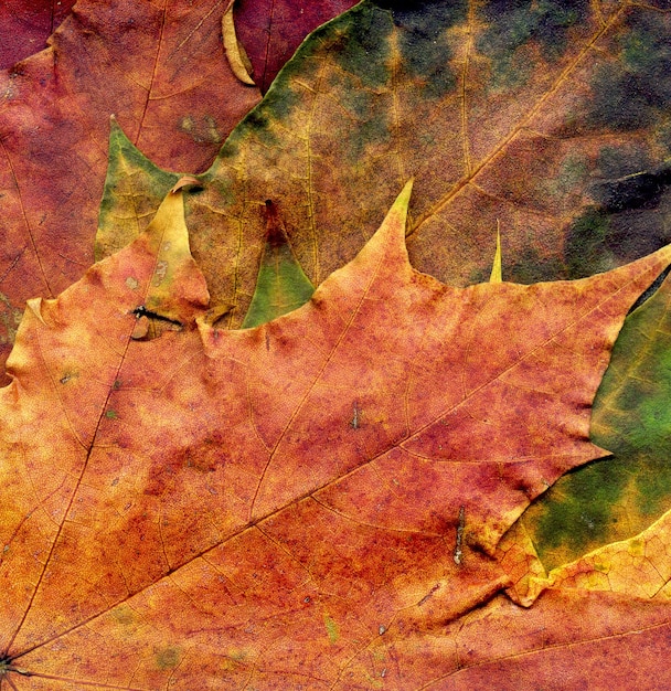 Textura altamente detallada de la hoja de Autumn Maple, fondo macro.