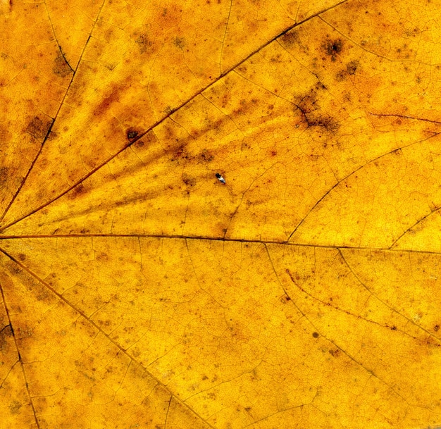 Textura altamente detallada de la hoja de Autumn Maple, fondo macro.