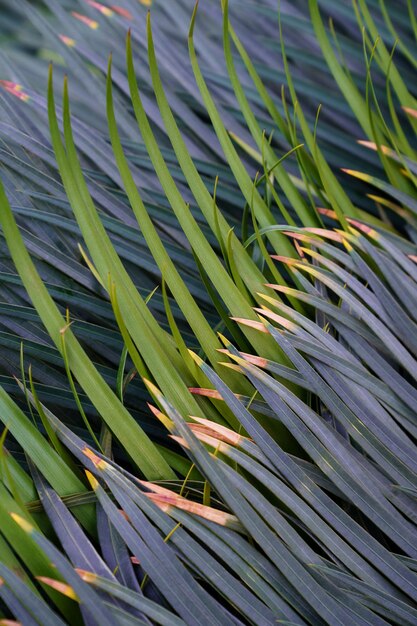 Textura aproximada de folhas de palmeira verdes cortadas fundo natural da folhagem de coqueiro tropical