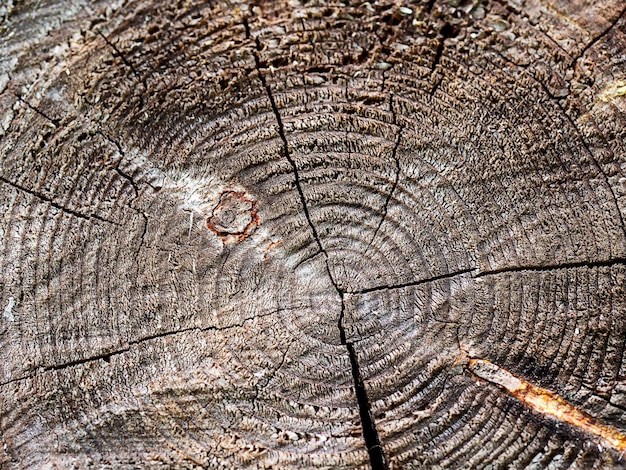 La textura de un árbol aserrado en primer plano Resumen Antecedentes