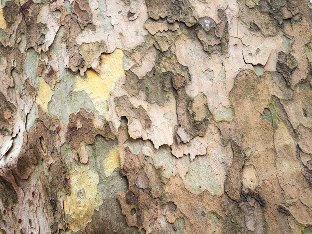 Textura del árbol del bosque