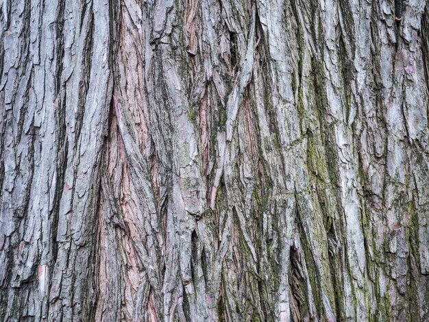 Textura del árbol del bosque