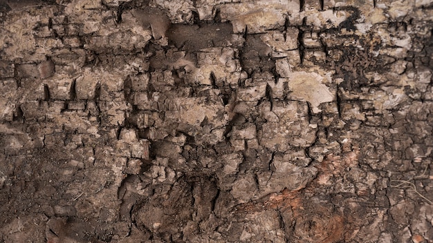 Textura de árbol de cerca para papel tapiz o fondo.