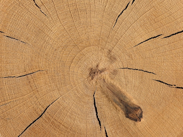 La textura de un árbol cortado con sierra Primer plano de fondo de madera