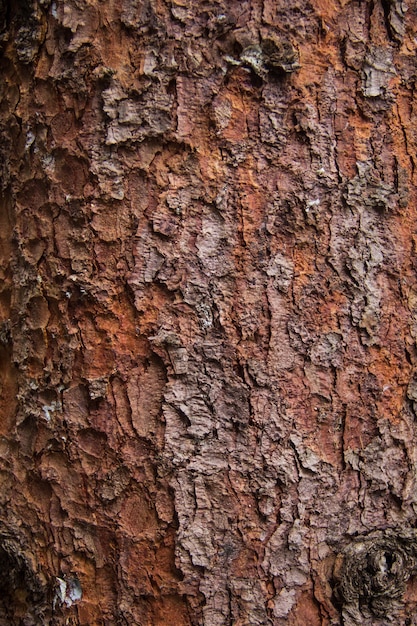 La textura del árbol de corteza de pino rojo para el fondo