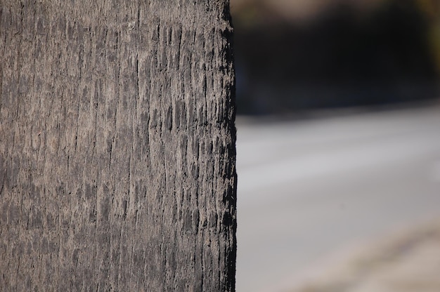 Textura de un árbol con el fondo desenfocado