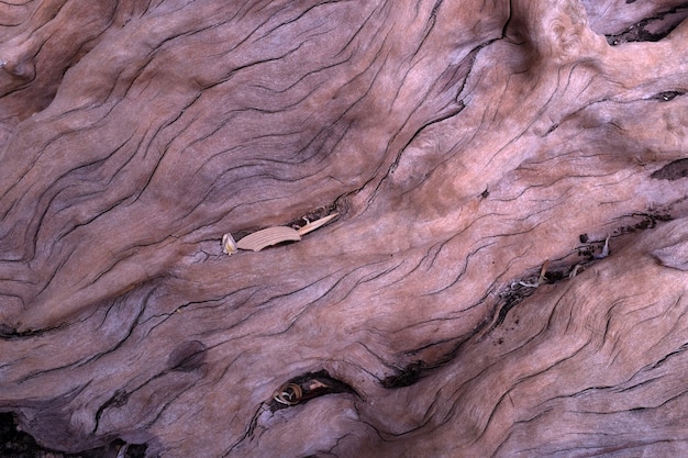 Textura de árbol de frangipani muerto