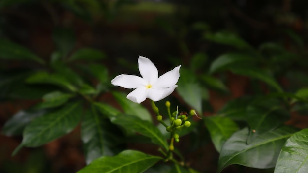 Textura de árbol y hoja de flor blanca verde