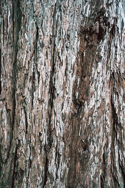 Textura de árbol de madera vieja