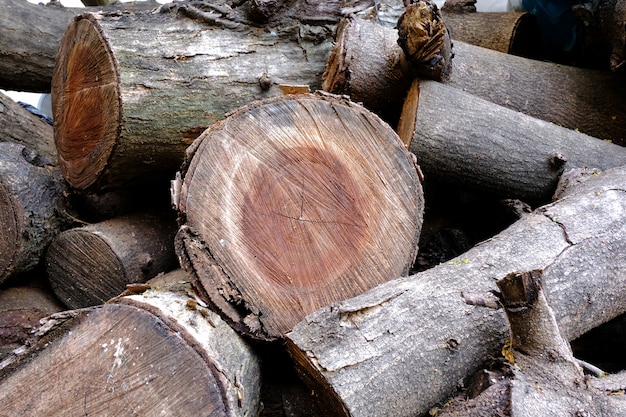 Textura del árbol de madera