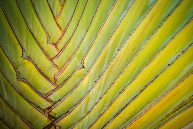 Textura de árbol de plátano