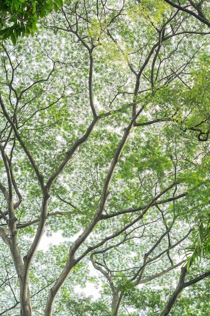 Textura de árbol y rama con fondo de cielo blanco