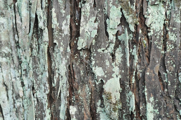 textura del árbol swietenia macrophlla