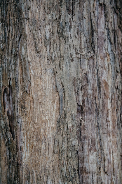 Textura de un árbol tropical antiguo real