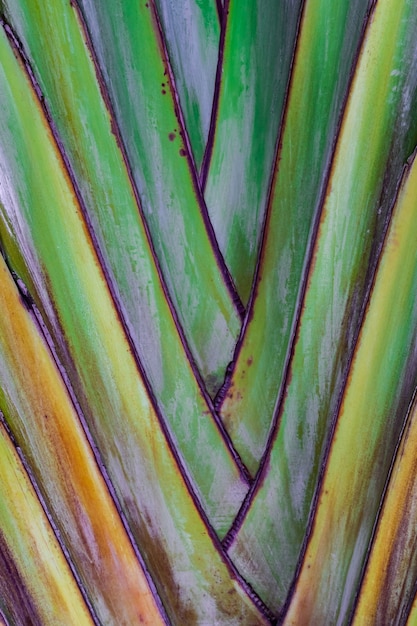 Foto textura del árbol del viajero