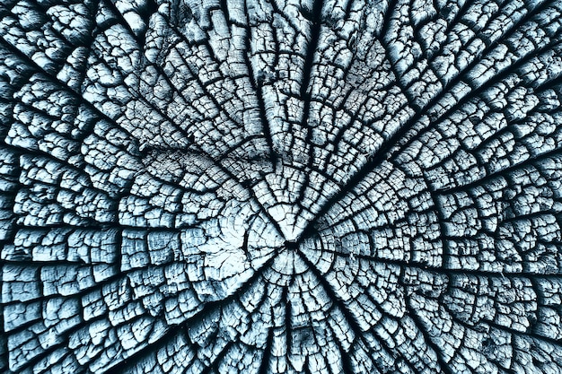 textura árbol viejo azul / fondo de textura de madera abstracta