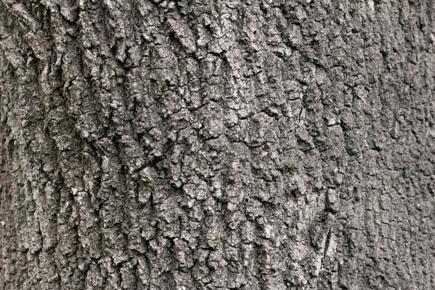 Textura de un árbol viejo seco, corteza.