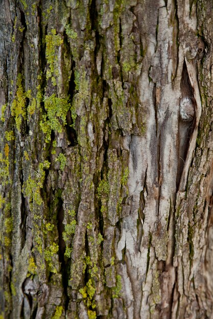 Textura de árbol viejo