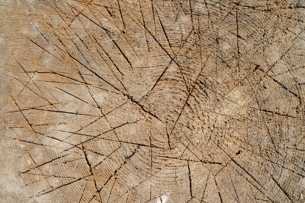 Textura del arbol