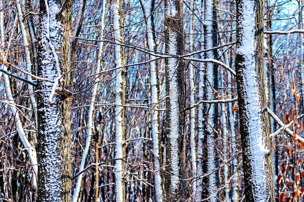 Textura de árboles cubiertos de nieve en el bosque en tiempo soleado