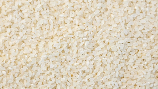 Textura de arroz blanco crudo Granos cortos de arroz redondo blanco Cerrar