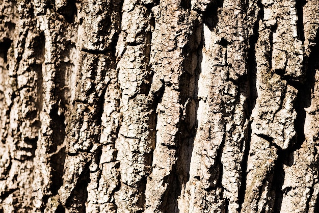 textura áspera de la corteza de árbol marrón