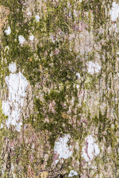 Textura áspera da casca de árvore do close up